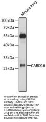 CARD16 Antibody