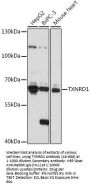 TXNRD1 Antibody