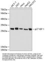 p27 KIP 1 Antibody