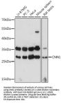 CNN1 Antibody