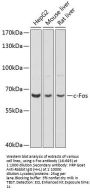 c-Fos Antibody