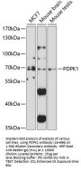 PDPK1 Antibody