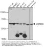 UGT2B15 Antibody