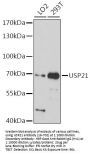 USP21 Antibody