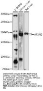 ATXN2 Antibody