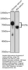 VTN Antibody