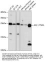 ASC / TMS1 Antibody