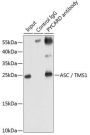 ASC / TMS1 Antibody