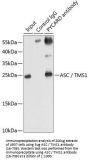 ASC / TMS1 Antibody