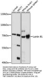 LMNB1 Antibody