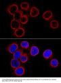 LMNB1 Antibody