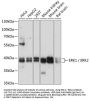 ERK1 / ERK2 Antibody