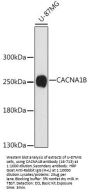 CACNA1B Antibody
