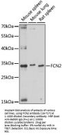 FCN2 Antibody