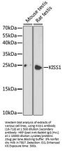 KISS1 Antibody