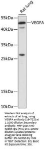 VEGFA Antibody
