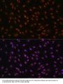 p27 KIP 1 Antibody