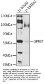 GPR37 Antibody