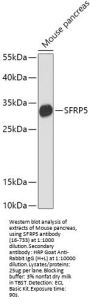 SFRP5 Antibody
