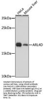 ARL4D Antibody