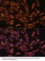 CASP3 Antibody