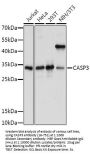 CASP3 Antibody