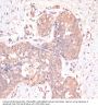 CASP3 Antibody