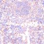 CASP3 Antibody