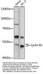 CCNB1 Antibody