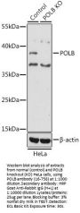 POLB Antibody, KO Validated