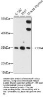 CDK4 Antibody