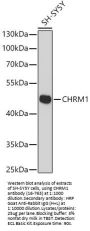 CHRM1 Antibody