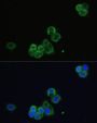 CHRM1 Antibody