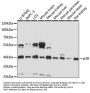 MAPK14 Antibody