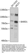 BARD1 Antibody