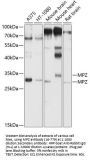 MPZ Antibody