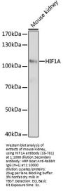 HIF1A Antibody