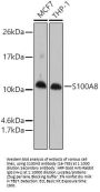 S100A8 Antibody