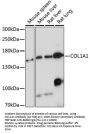 COL1A1 Antibody