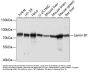 Lamin B1 Antibody