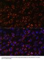 LMNB1 Antibody