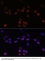 LMNB1 Antibody