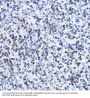 LMNB1 Antibody