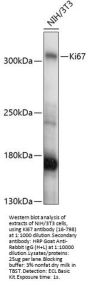 Ki67 Antibody
