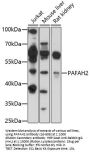 PAFAH2 Antibody