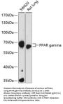 PPAR gamma Antibody