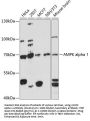 AMPK alpha 1 Antibody