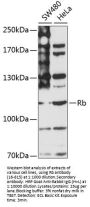 Rb Antibody
