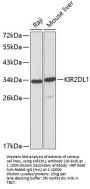 KIR2DL1 Antibody
