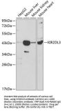 KIR2DL3 Antibody